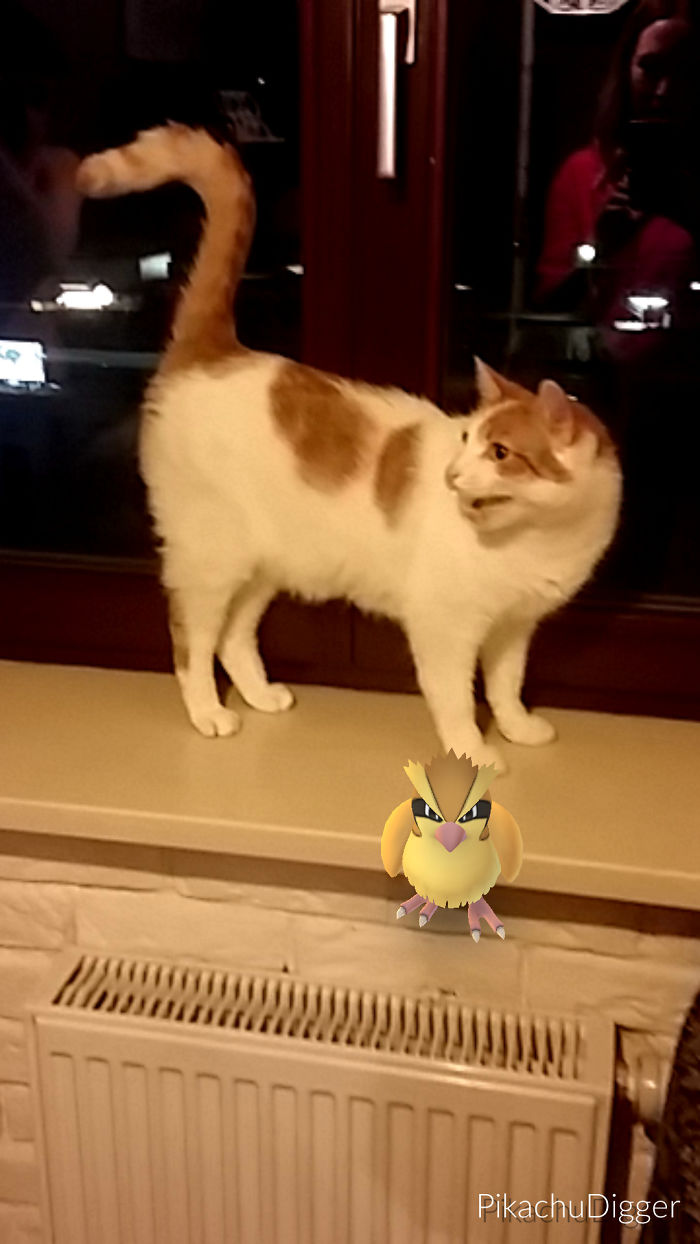 People Are Posting Proof That Pets Can See Pokèmon Go And The Evidence Is More Than Convincing People Are Posting Proof That Pets Can See Pokèmon Go And The Evidence Is More Than Convincing
