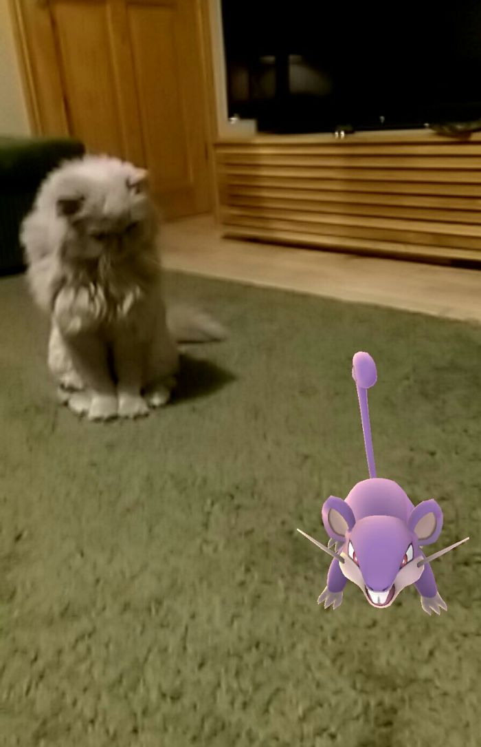 People Are Posting Proof That Pets Can See Pokèmon Go And The Evidence Is More Than Convincing People Are Posting Proof That Pets Can See Pokèmon Go And The Evidence Is More Than Convincing