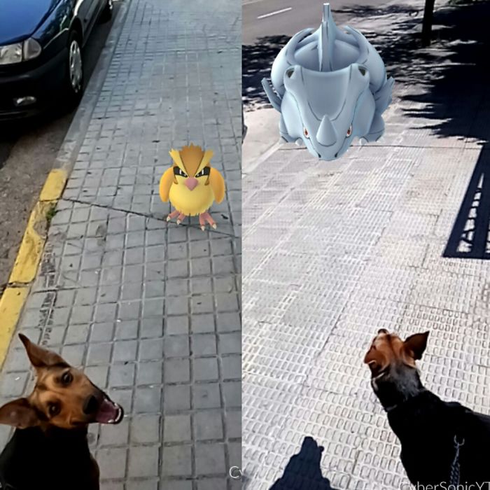 People Are Posting Proof That Pets Can See Pokèmon Go And The Evidence Is More Than Convincing People Are Posting Proof That Pets Can See Pokèmon Go And The Evidence Is More Than Convincing
