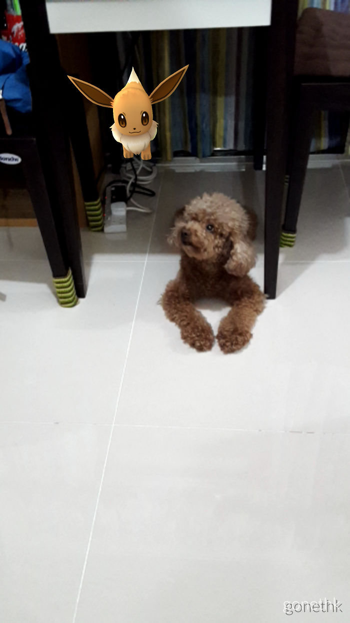 People Are Posting Proof That Pets Can See Pokèmon Go And The Evidence Is More Than Convincing People Are Posting Proof That Pets Can See Pokèmon Go And The Evidence Is More Than Convincing