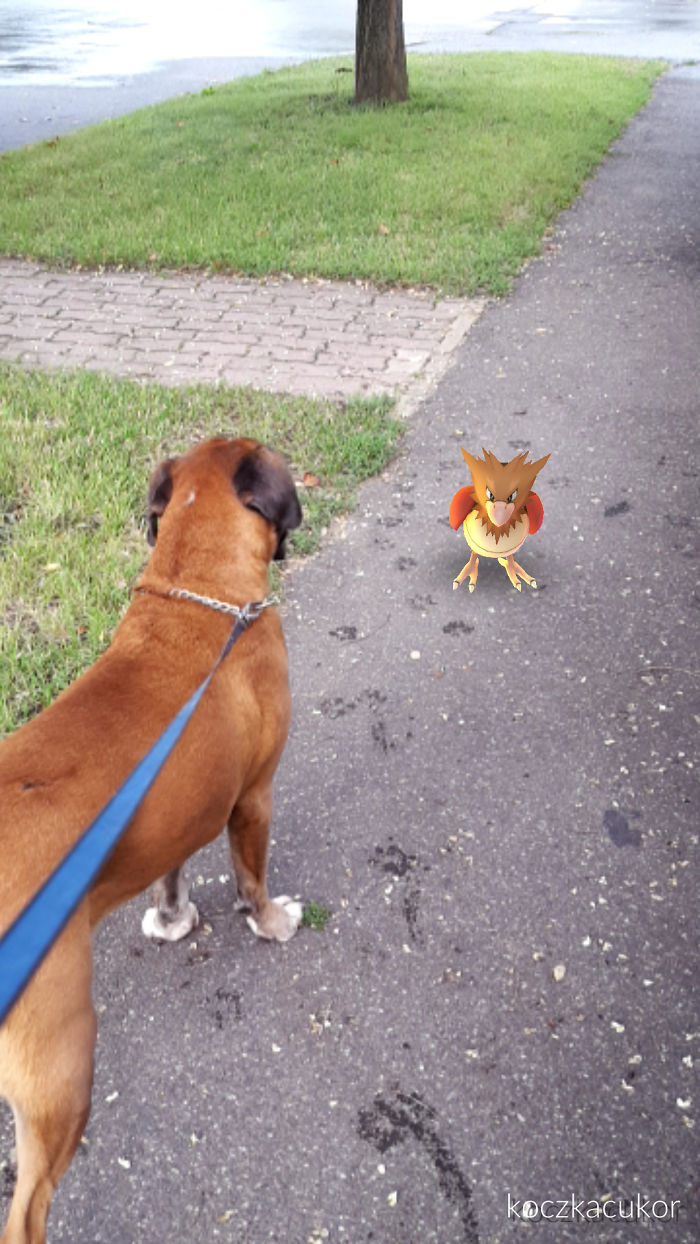People Are Posting Proof That Pets Can See Pokèmon Go And The Evidence Is More Than Convincing People Are Posting Proof That Pets Can See Pokèmon Go And The Evidence Is More Than Convincing