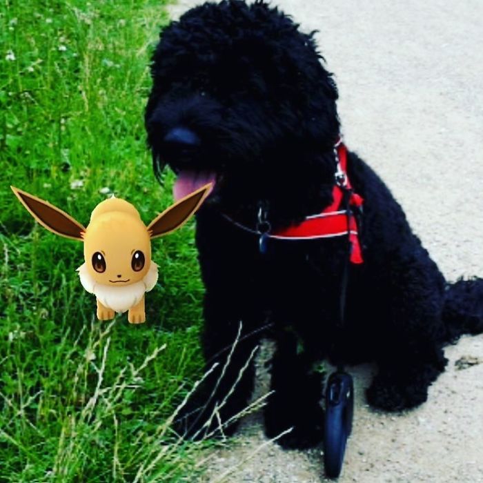 People Are Posting Proof That Pets Can See Pokèmon Go And The Evidence Is More Than Convincing People Are Posting Proof That Pets Can See Pokèmon Go And The Evidence Is More Than Convincing