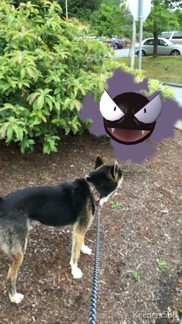 People Are Posting Proof That Pets Can See Pokèmon Go And The Evidence Is More Than Convincing People Are Posting Proof That Pets Can See Pokèmon Go And The Evidence Is More Than Convincing