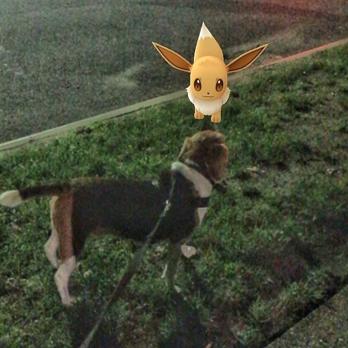 People Are Posting Proof That Pets Can See Pokèmon Go And The Evidence Is More Than Convincing People Are Posting Proof That Pets Can See Pokèmon Go And The Evidence Is More Than Convincing