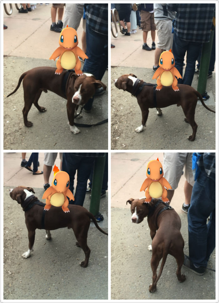 People Are Posting Proof That Pets Can See Pokèmon Go And The Evidence Is More Than Convincing People Are Posting Proof That Pets Can See Pokèmon Go And The Evidence Is More Than Convincing