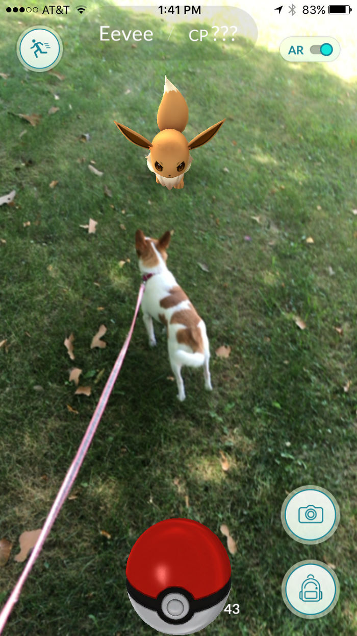 People Are Posting Proof That Pets Can See Pokèmon Go And The Evidence Is More Than Convincing People Are Posting Proof That Pets Can See Pokèmon Go And The Evidence Is More Than Convincing