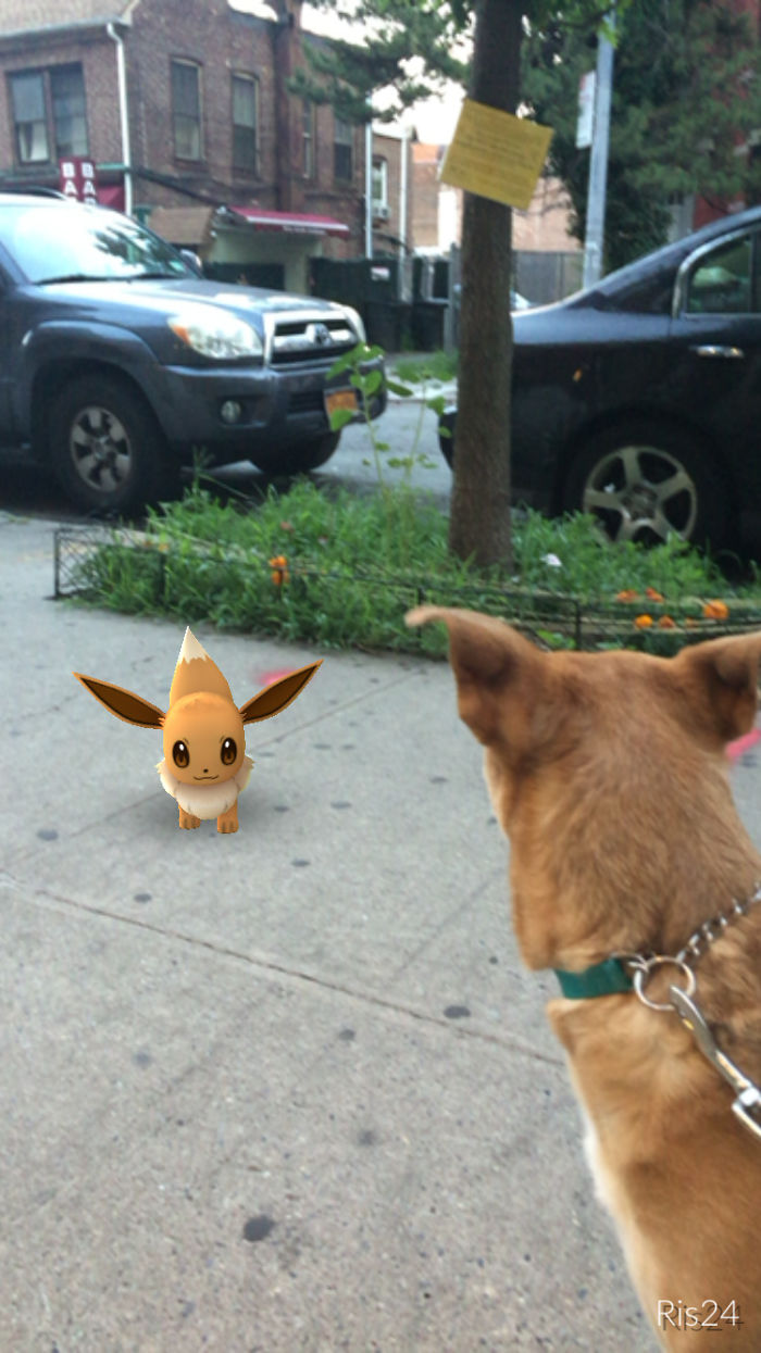 People Are Posting Proof That Pets Can See Pokèmon Go And The Evidence Is More Than Convincing People Are Posting Proof That Pets Can See Pokèmon Go And The Evidence Is More Than Convincing
