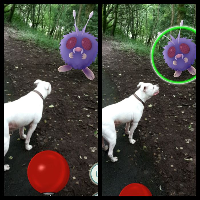 People Are Posting Proof That Pets Can See Pokèmon Go And The Evidence Is More Than Convincing People Are Posting Proof That Pets Can See Pokèmon Go And The Evidence Is More Than Convincing
