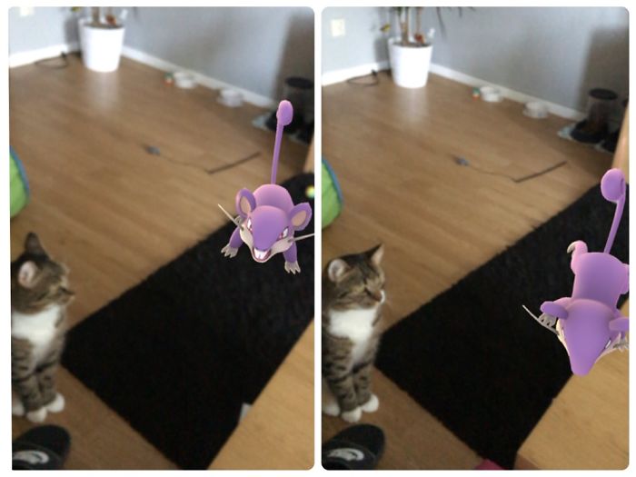 People Are Posting Proof That Pets Can See Pokèmon Go And The Evidence Is More Than Convincing People Are Posting Proof That Pets Can See Pokèmon Go And The Evidence Is More Than Convincing