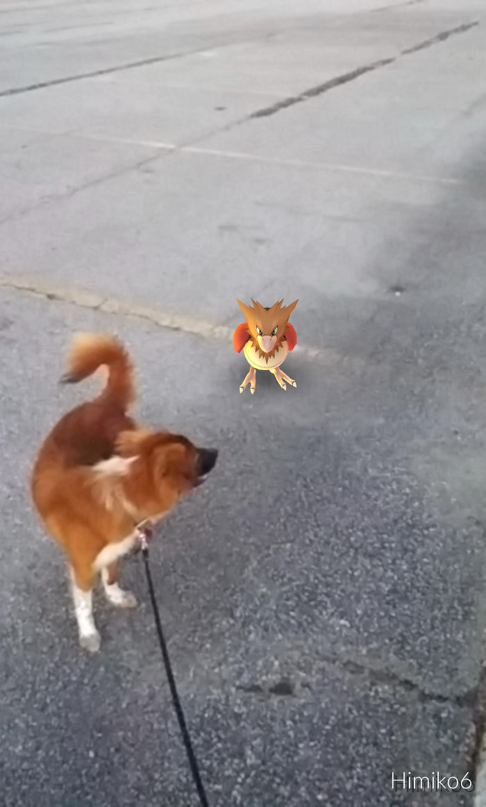 People Are Posting Proof That Pets Can See Pokèmon Go And The Evidence Is More Than Convincing People Are Posting Proof That Pets Can See Pokèmon Go And The Evidence Is More Than Convincing