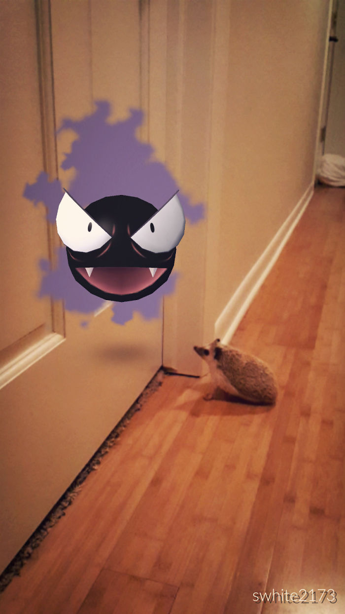 People Are Posting Proof That Pets Can See Pokèmon Go And The Evidence Is More Than Convincing People Are Posting Proof That Pets Can See Pokèmon Go And The Evidence Is More Than Convincing