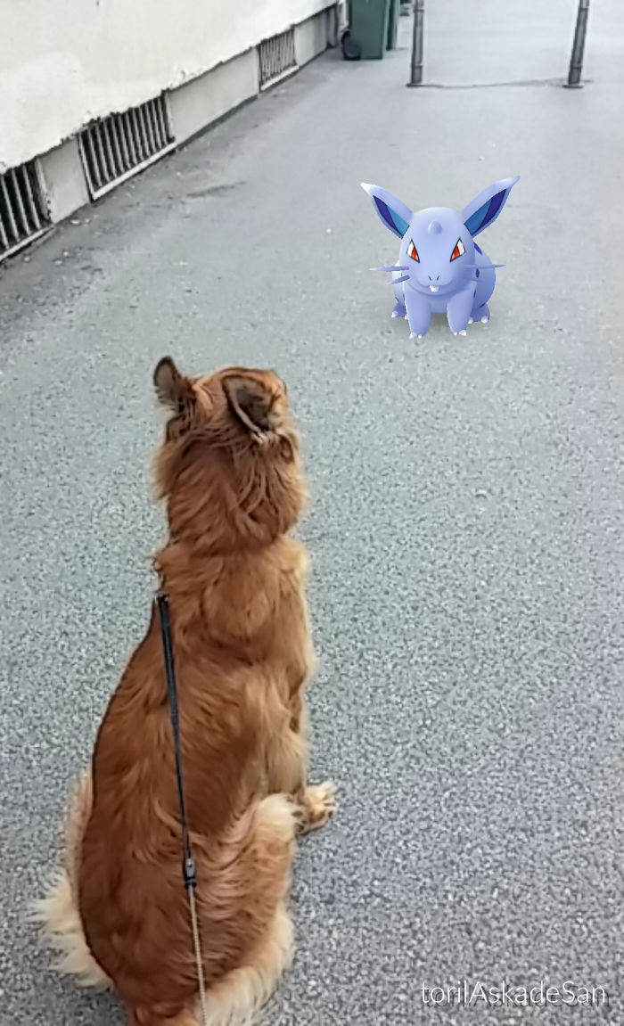 People Are Posting Proof That Pets Can See Pokèmon Go And The Evidence Is More Than Convincing People Are Posting Proof That Pets Can See Pokèmon Go And The Evidence Is More Than Convincing