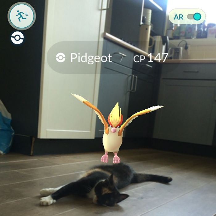 People Are Posting Proof That Pets Can See Pokèmon Go And The Evidence Is More Than Convincing People Are Posting Proof That Pets Can See Pokèmon Go And The Evidence Is More Than Convincing