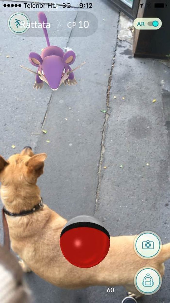 People Are Posting Proof That Pets Can See Pokèmon Go And The Evidence Is More Than Convincing People Are Posting Proof That Pets Can See Pokèmon Go And The Evidence Is More Than Convincing
