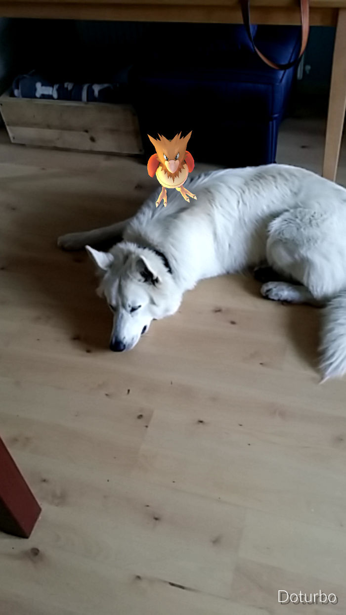 People Are Posting Proof That Pets Can See Pokèmon Go And The Evidence Is More Than Convincing People Are Posting Proof That Pets Can See Pokèmon Go And The Evidence Is More Than Convincing
