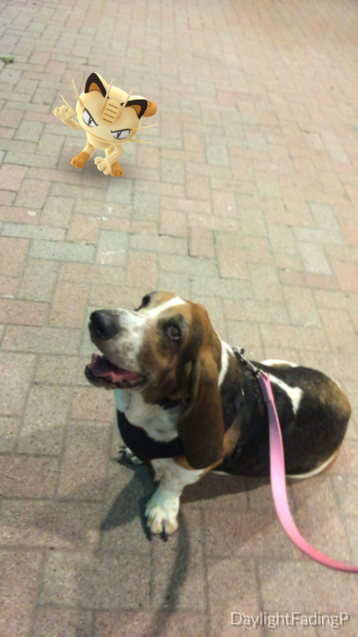 People Are Posting Proof That Pets Can See Pokèmon Go And The Evidence Is More Than Convincing People Are Posting Proof That Pets Can See Pokèmon Go And The Evidence Is More Than Convincing