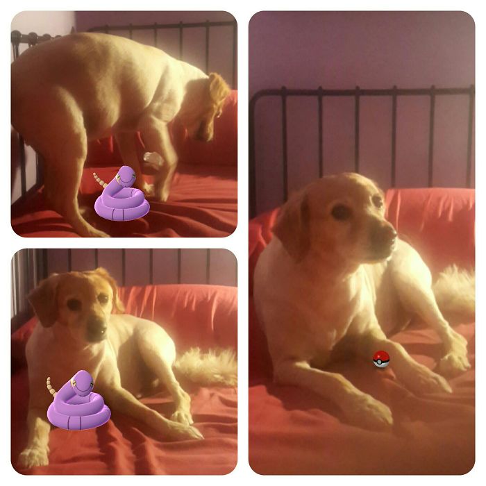 People Are Posting Proof That Pets Can See Pokèmon Go And The Evidence Is More Than Convincing People Are Posting Proof That Pets Can See Pokèmon Go And The Evidence Is More Than Convincing