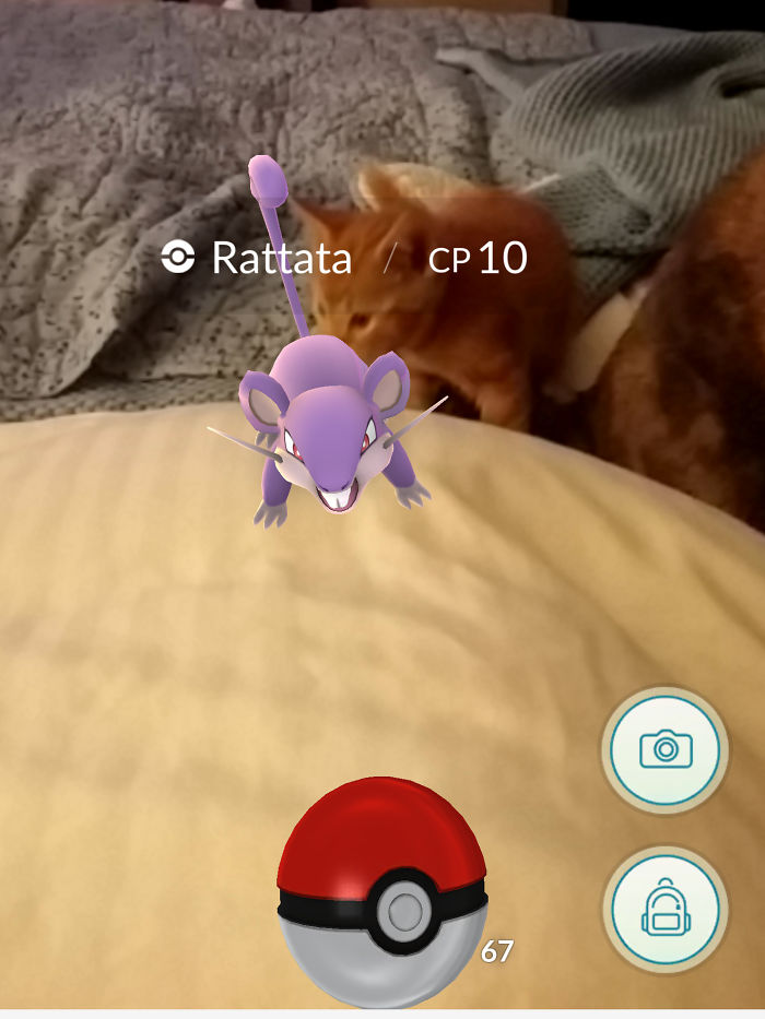 People Are Posting Proof That Pets Can See Pokèmon Go And The Evidence Is More Than Convincing People Are Posting Proof That Pets Can See Pokèmon Go And The Evidence Is More Than Convincing