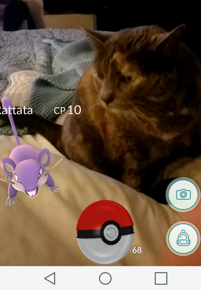 People Are Posting Proof That Pets Can See Pokèmon Go And The Evidence Is More Than Convincing People Are Posting Proof That Pets Can See Pokèmon Go And The Evidence Is More Than Convincing