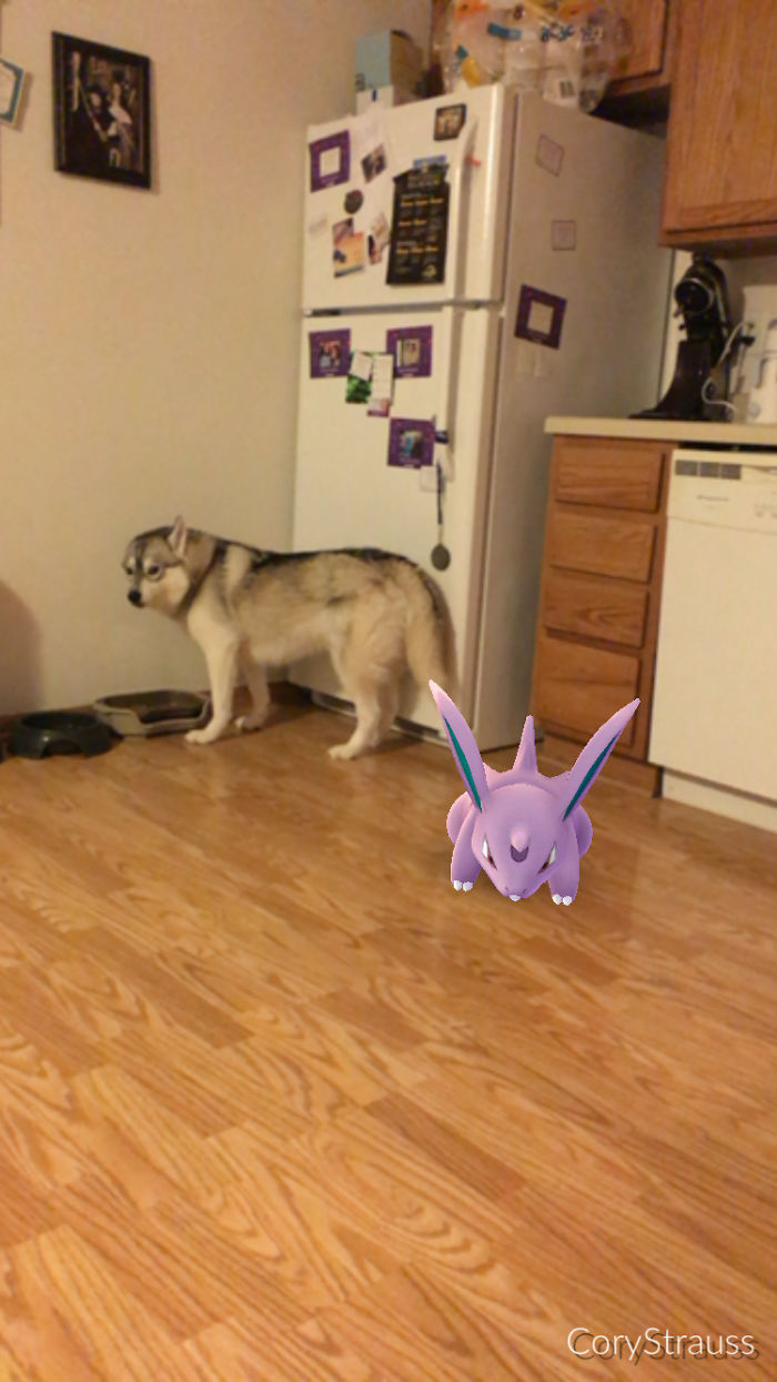 People Are Posting Proof That Pets Can See Pokèmon Go And The Evidence Is More Than Convincing People Are Posting Proof That Pets Can See Pokèmon Go And The Evidence Is More Than Convincing