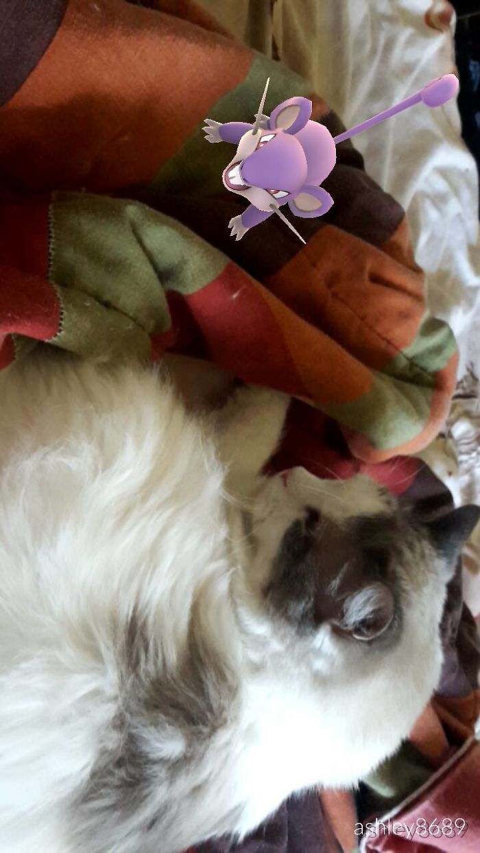 People Are Posting Proof That Pets Can See Pokèmon Go And The Evidence Is More Than Convincing People Are Posting Proof That Pets Can See Pokèmon Go And The Evidence Is More Than Convincing