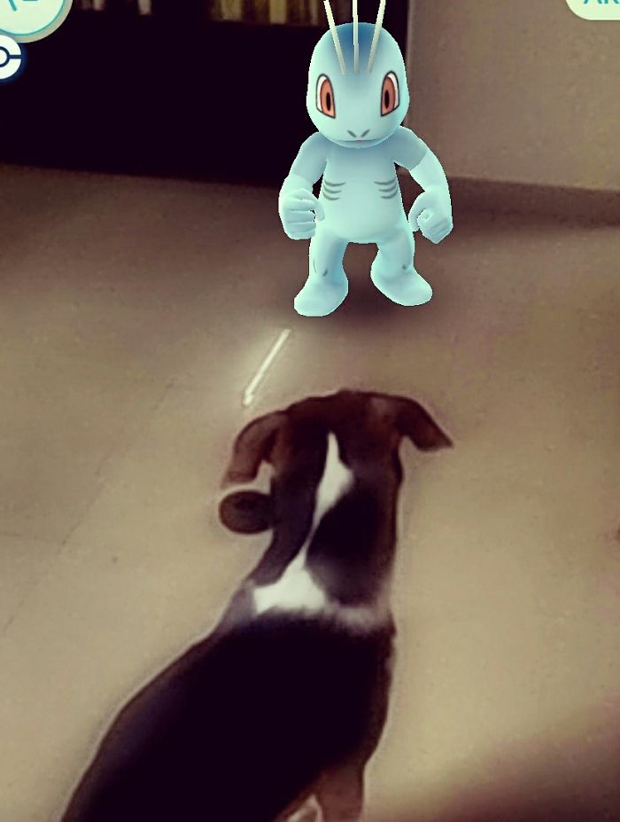 People Are Posting Proof That Pets Can See Pokèmon Go And The Evidence Is More Than Convincing People Are Posting Proof That Pets Can See Pokèmon Go And The Evidence Is More Than Convincing