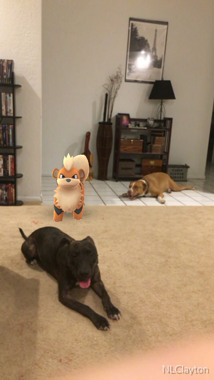 People Are Posting Proof That Pets Can See Pokèmon Go And The Evidence Is More Than Convincing People Are Posting Proof That Pets Can See Pokèmon Go And The Evidence Is More Than Convincing