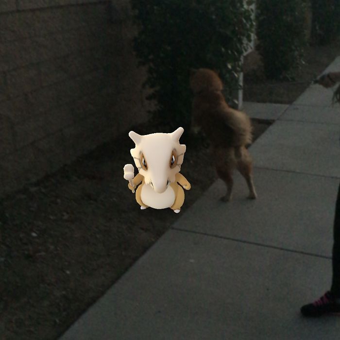 People Are Posting Proof That Pets Can See Pokèmon Go And The Evidence Is More Than Convincing People Are Posting Proof That Pets Can See Pokèmon Go And The Evidence Is More Than Convincing