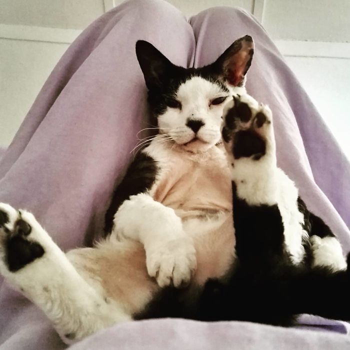 People Are Posting Proof That Pets Can See Pokèmon Go And The Evidence Is More Than Convincing People Are Posting Proof That Pets Can See Pokèmon Go And The Evidence Is More Than Convincing