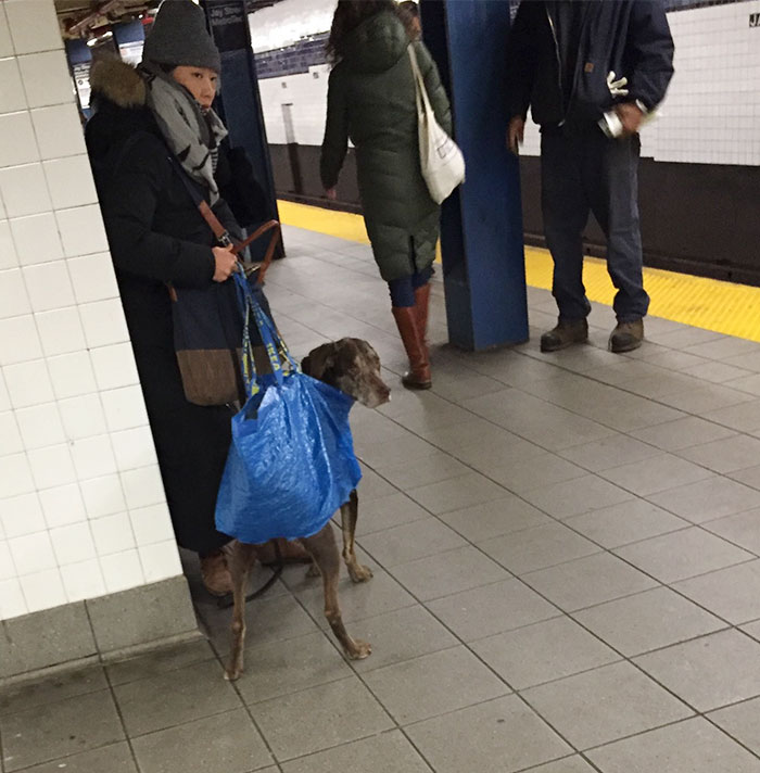 Dogs Are Not Allowed On NYC Subway Unless They’re In A Carrier…So This Happened Dogs Are Not Allowed On NYC Subway Unless They’re In A Carrier…So This Happened