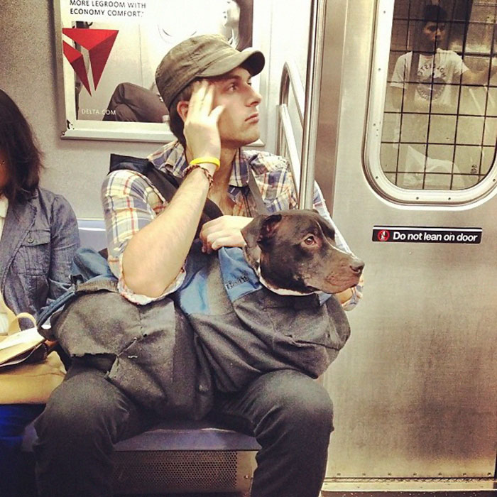 Dogs Are Not Allowed On NYC Subway Unless They’re In A Carrier…So This Happened Dogs Are Not Allowed On NYC Subway Unless They’re In A Carrier…So This Happened