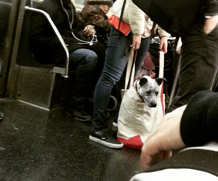 Dogs Are Not Allowed On NYC Subway Unless They’re In A Carrier…So This Happened Dogs Are Not Allowed On NYC Subway Unless They’re In A Carrier…So This Happened