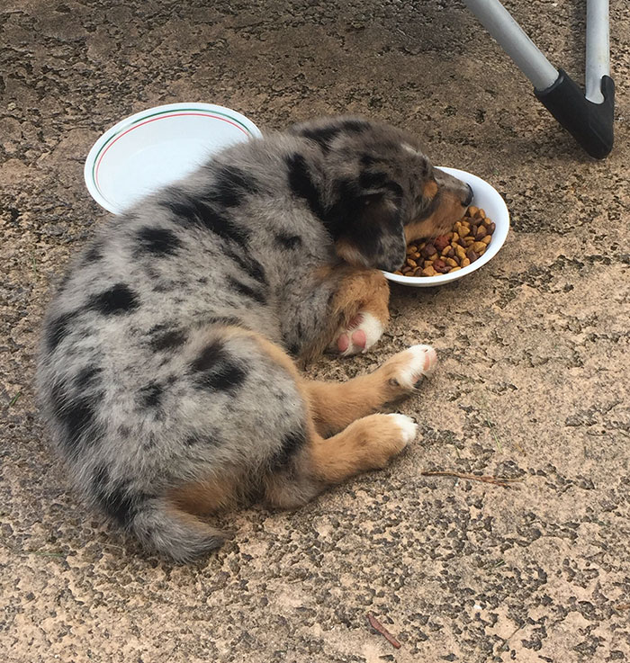 This Couple Couldn’t Have Kids So They Got A Dog Instead This Couple Couldn’t Have Kids So They Got A Dog Instead