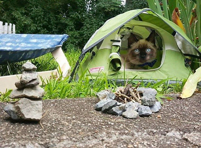 “Camping With Cats” Instagram Will Inspire You To Go Hiking With Your Cat “Camping With Cats” Instagram Will Inspire You To Go Hiking With Your Cat