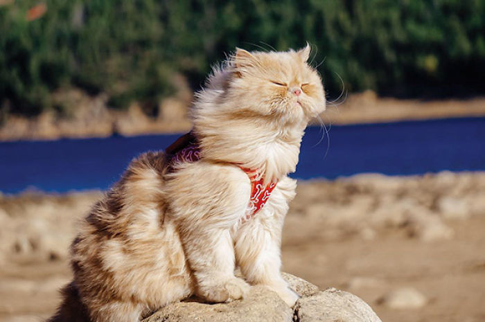 “Camping With Cats” Instagram Will Inspire You To Go Hiking With Your Cat “Camping With Cats” Instagram Will Inspire You To Go Hiking With Your Cat