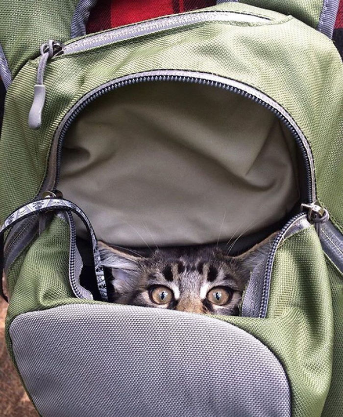 “Camping With Cats” Instagram Will Inspire You To Go Hiking With Your Cat “Camping With Cats” Instagram Will Inspire You To Go Hiking With Your Cat