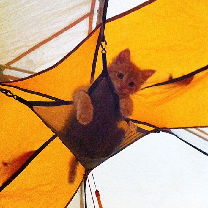 “Camping With Cats” Instagram Will Inspire You To Go Hiking With Your Cat “Camping With Cats” Instagram Will Inspire You To Go Hiking With Your Cat