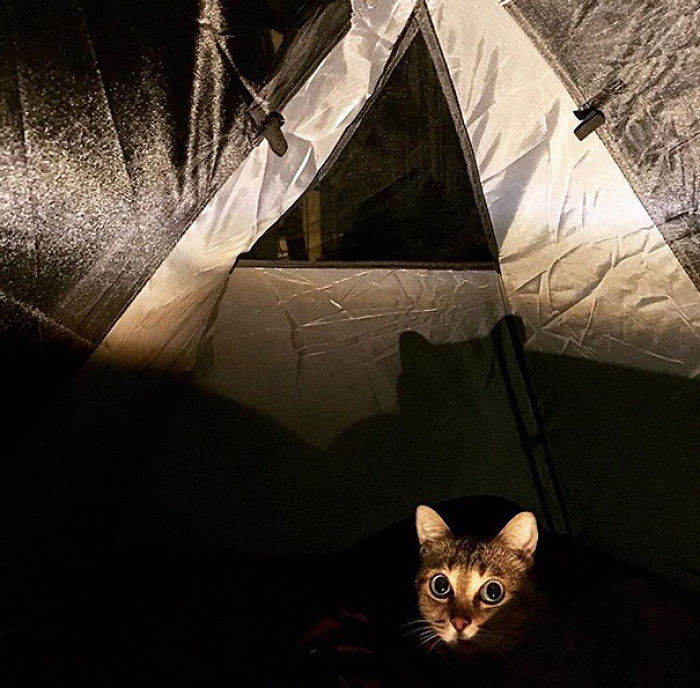 “Camping With Cats” Instagram Will Inspire You To Go Hiking With Your Cat “Camping With Cats” Instagram Will Inspire You To Go Hiking With Your Cat