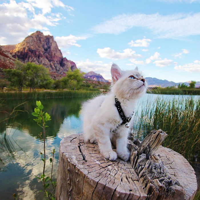 “Camping With Cats” Instagram Will Inspire You To Go Hiking With Your Cat “Camping With Cats” Instagram Will Inspire You To Go Hiking With Your Cat