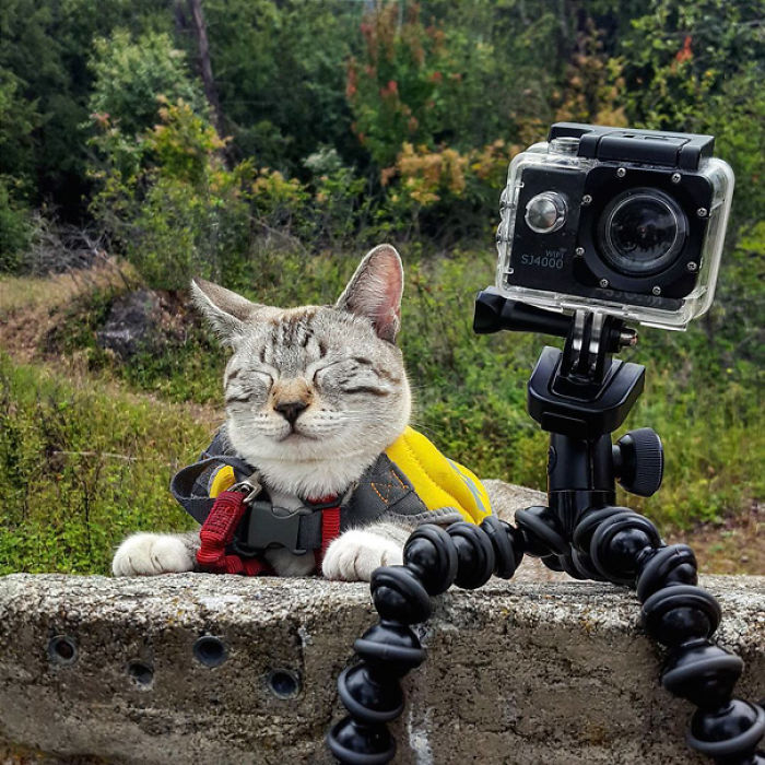 “Camping With Cats” Instagram Will Inspire You To Go Hiking With Your Cat “Camping With Cats” Instagram Will Inspire You To Go Hiking With Your Cat