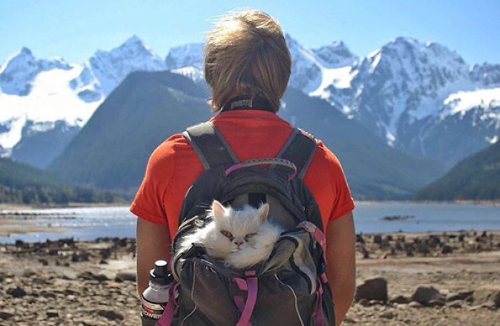 “Camping With Cats” Instagram Will Inspire You To Go Hiking With Your Cat “Camping With Cats” Instagram Will Inspire You To Go Hiking With Your Cat