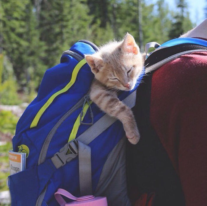 “Camping With Cats” Instagram Will Inspire You To Go Hiking With Your Cat “Camping With Cats” Instagram Will Inspire You To Go Hiking With Your Cat