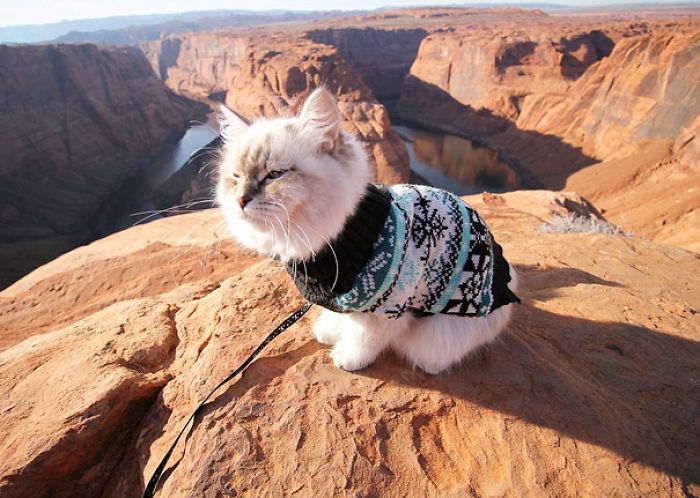 “Camping With Cats” Instagram Will Inspire You To Go Hiking With Your Cat “Camping With Cats” Instagram Will Inspire You To Go Hiking With Your Cat