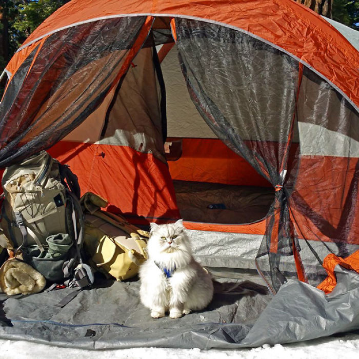 “Camping With Cats” Instagram Will Inspire You To Go Hiking With Your Cat “Camping With Cats” Instagram Will Inspire You To Go Hiking With Your Cat