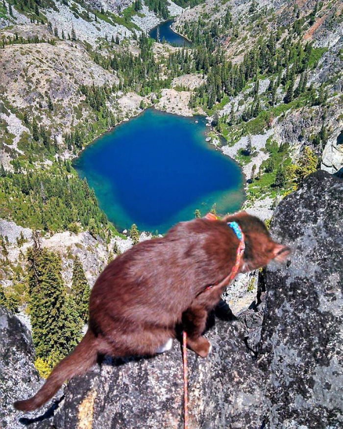 “Camping With Cats” Instagram Will Inspire You To Go Hiking With Your Cat “Camping With Cats” Instagram Will Inspire You To Go Hiking With Your Cat