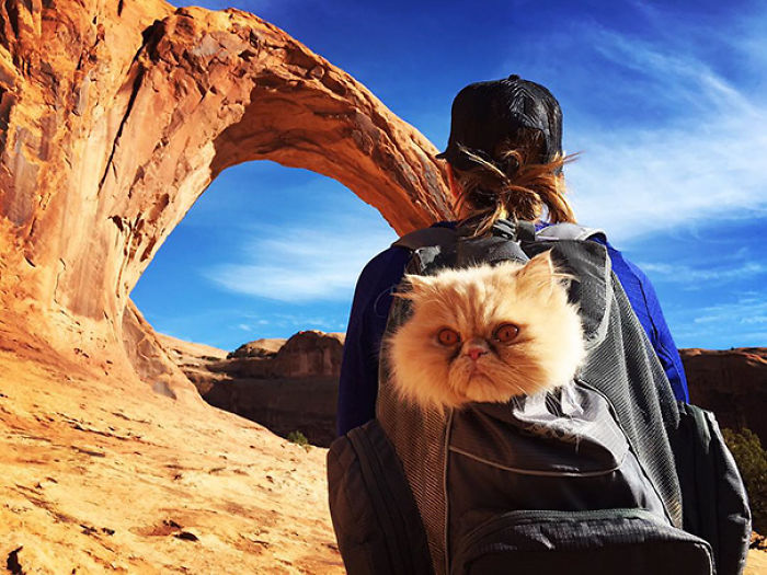 “Camping With Cats” Instagram Will Inspire You To Go Hiking With Your Cat “Camping With Cats” Instagram Will Inspire You To Go Hiking With Your Cat