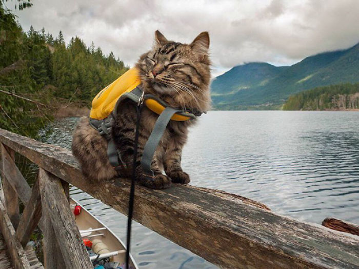 “Camping With Cats” Instagram Will Inspire You To Go Hiking With Your Cat “Camping With Cats” Instagram Will Inspire You To Go Hiking With Your Cat