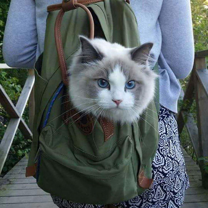 “Camping With Cats” Instagram Will Inspire You To Go Hiking With Your Cat “Camping With Cats” Instagram Will Inspire You To Go Hiking With Your Cat