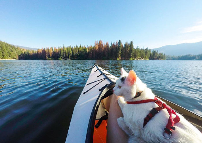 “Camping With Cats” Instagram Will Inspire You To Go Hiking With Your Cat “Camping With Cats” Instagram Will Inspire You To Go Hiking With Your Cat