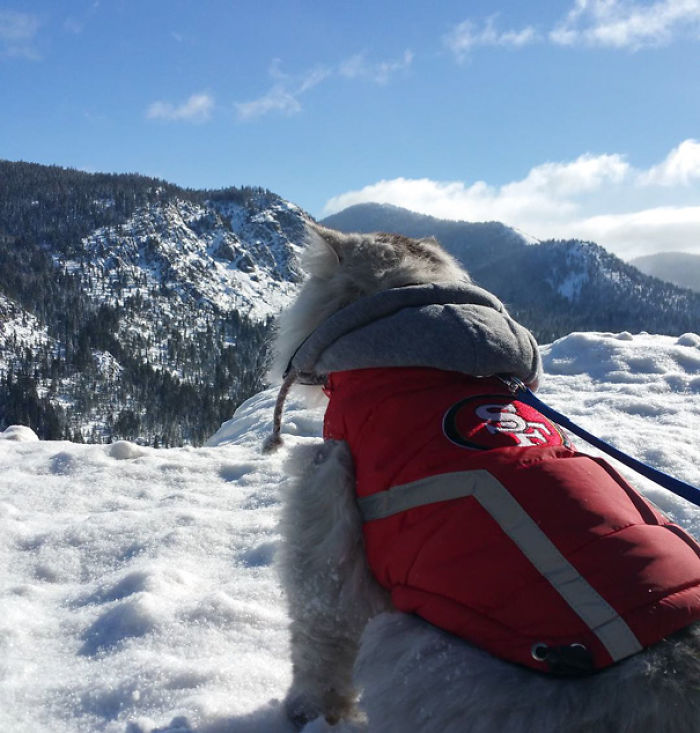 “Camping With Cats” Instagram Will Inspire You To Go Hiking With Your Cat “Camping With Cats” Instagram Will Inspire You To Go Hiking With Your Cat